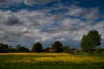 ''Wolken- und Löwenzahnmeer''