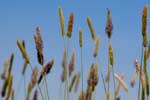 ''Durch das Gras''