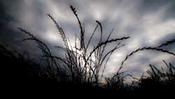 ''Bald gras ich...'' - in unserer Wiese