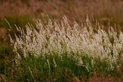 Gras am Abend - auf unserer Wiese