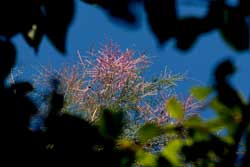 Tamariskenblüte - in unserm Garten