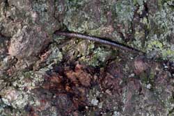 Eisen in der Rinde der Linde