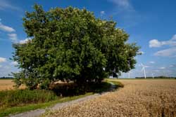 ''Der hohle Baum'' - ein Naturdenkmal