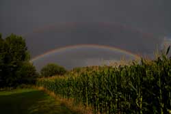 Doppelter Genuss - Regenbögen überm Mais