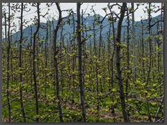 112 - Apfelplantage, noch "etwas" warten und sie blühen...