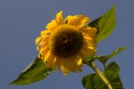 Sonnenblume mit ''Flügeln''