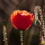 ''Roter Mohn''