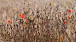 ''Roter Mohn II''