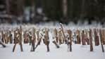 ''Feld vorm Wald''