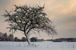 Winter in der Bauernschaft Hohenhorst